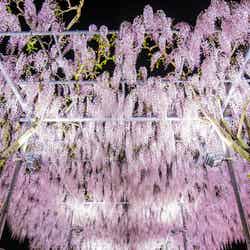 ふじのはな物語/画像提供:足利フラワーリゾート