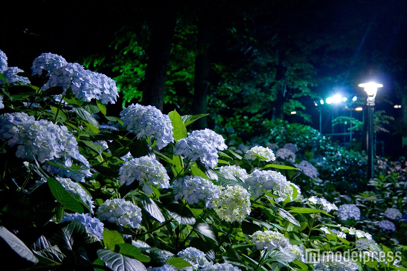 あじさいナイト／画像提供：としまえん