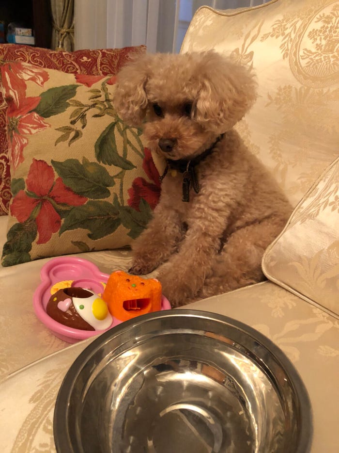 小倉優子の愛犬・ぷ~ちゃん (C)フジテレビ