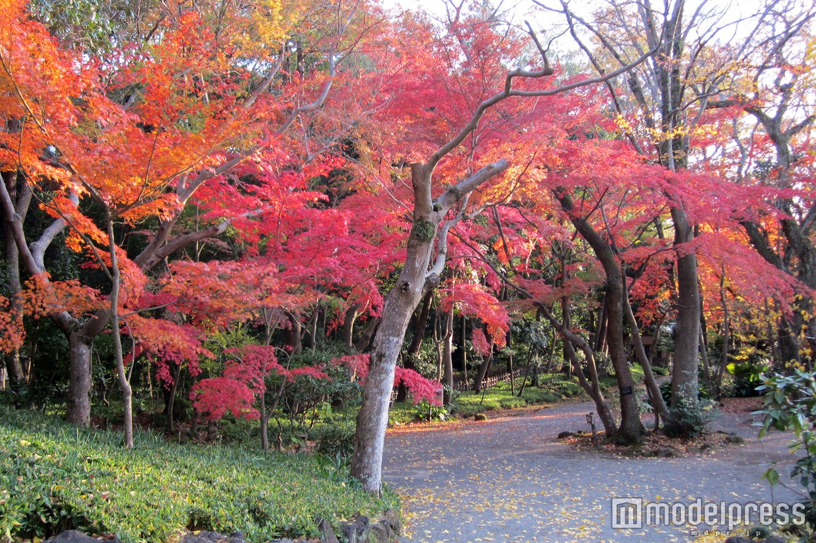 楽寿園の紅葉／画像提供：フジコー