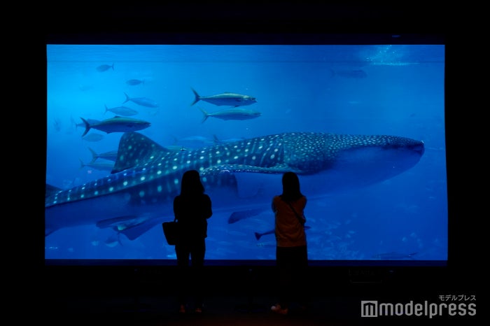 沖縄美ら海水族館(C)モデルプレス