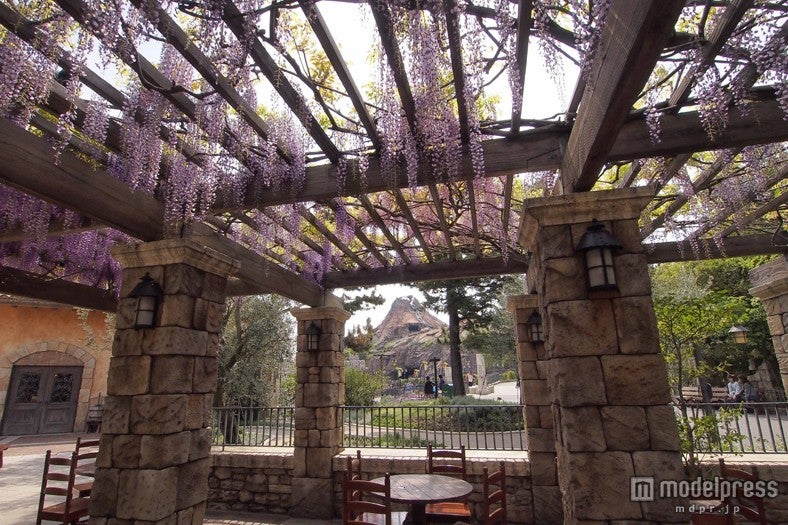 フジ（4月中旬～下旬）／ディズニシー・メディテレーニアンハーバー「ザンビーニ・ブラザーズ・リストランテ」テラス席／（C）Disney