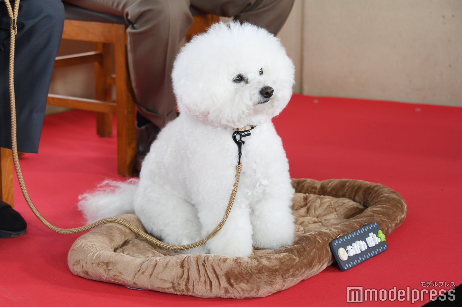 立っているポンちゃん（C）モデルプレス