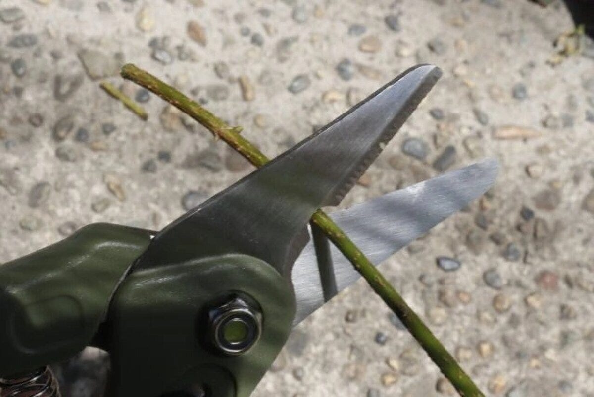 ダイソー 園芸万能ハサミ 使用例 ダイソー 園芸万能ハサミ 使用例