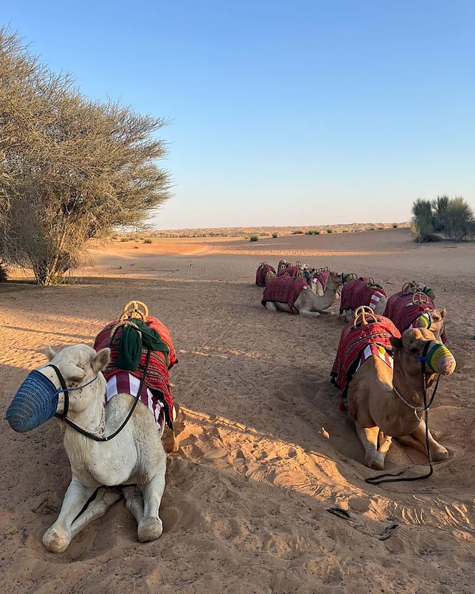 新山千春オフィシャルブログより
