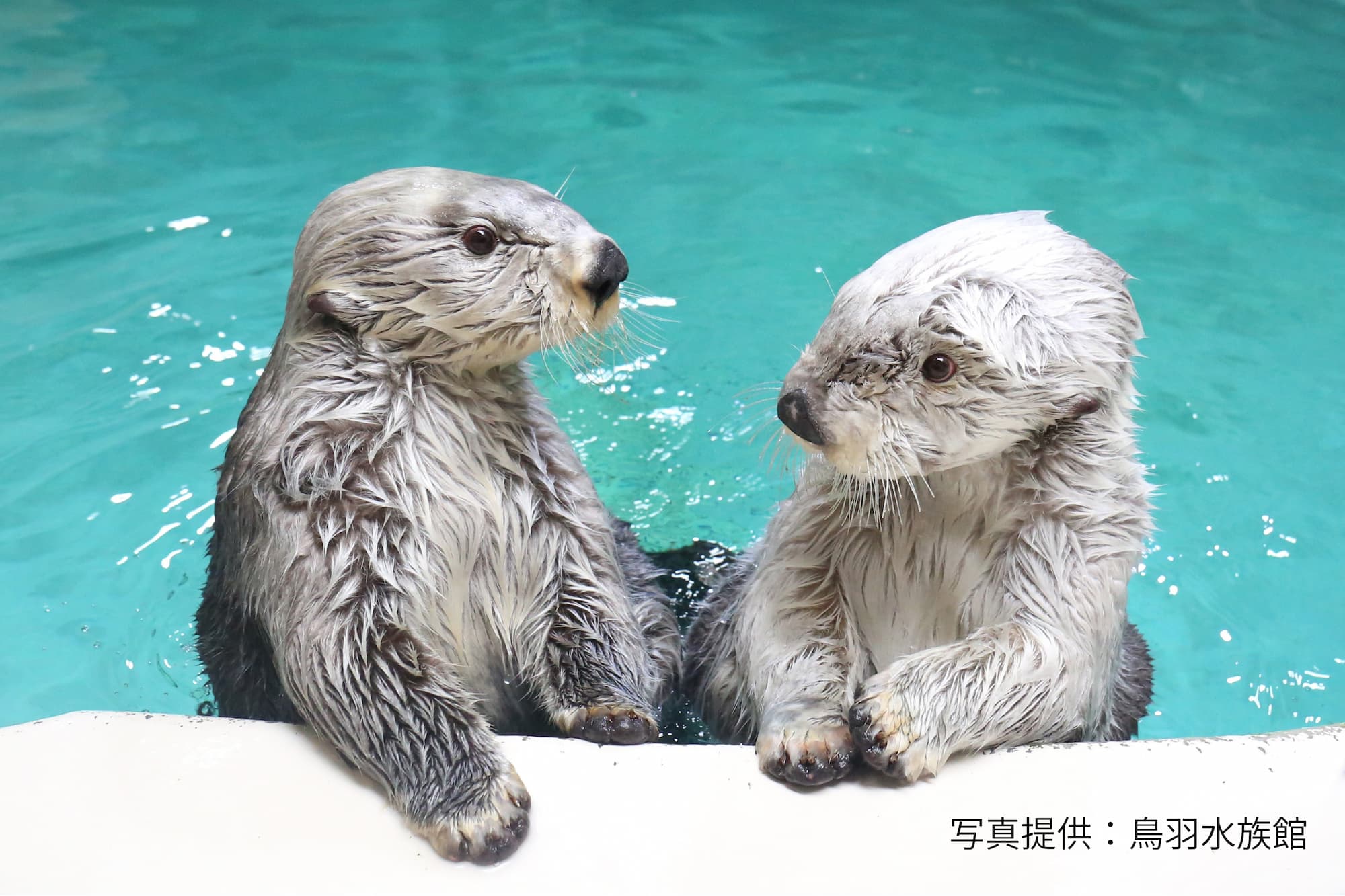 日本で唯一！ ジュゴンとラッコに会える「鳥羽水族館」に大人もハマる
