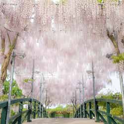 ふじのはな物語/画像提供:足利フラワーリゾート