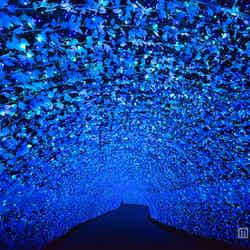 100メートルの光のトンネル・青の世界／画像提供：長島観光開発