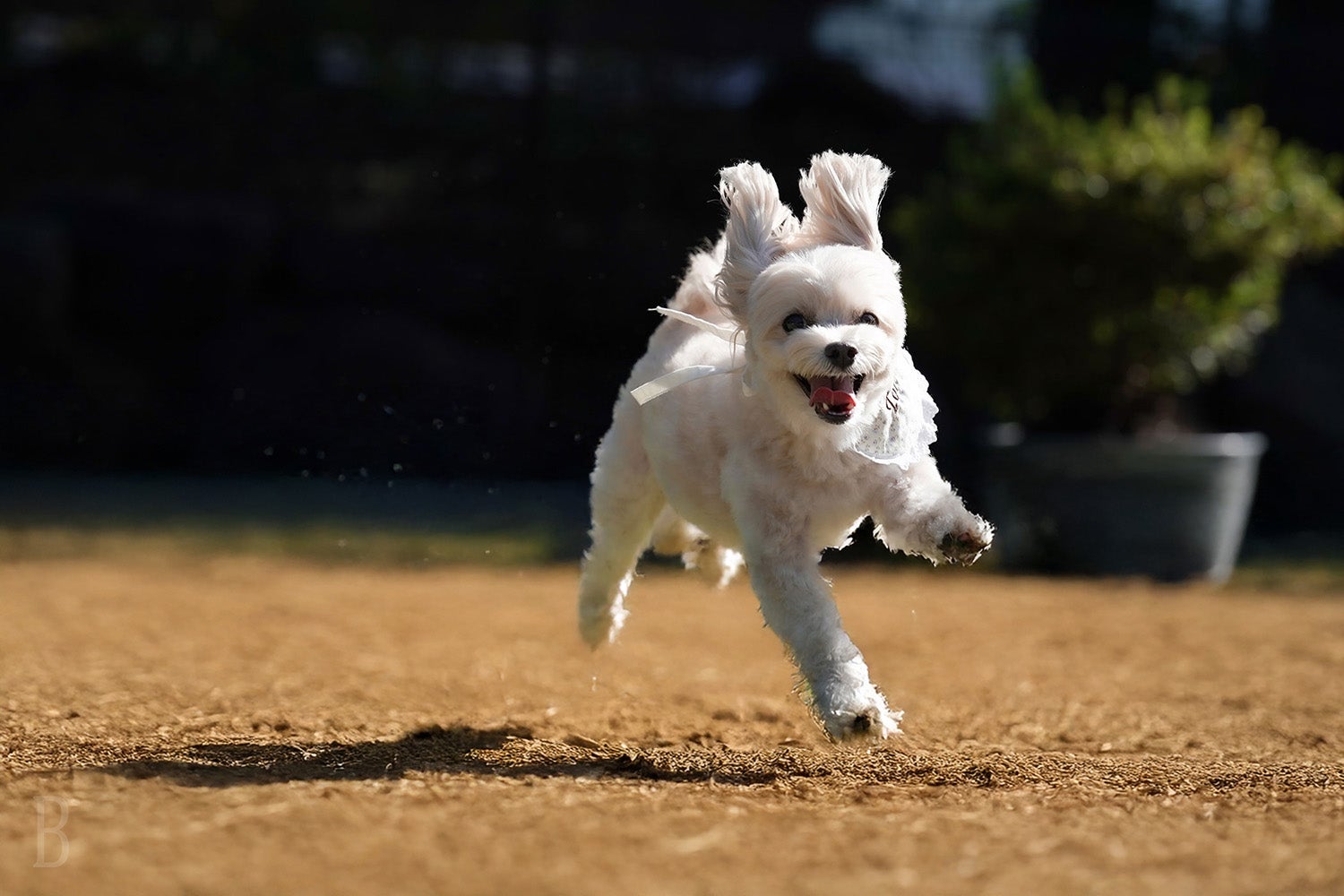 広さ290平米の大型ドッグラン／提供画像