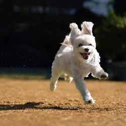 広さ290平米の大型ドッグラン/提供画像