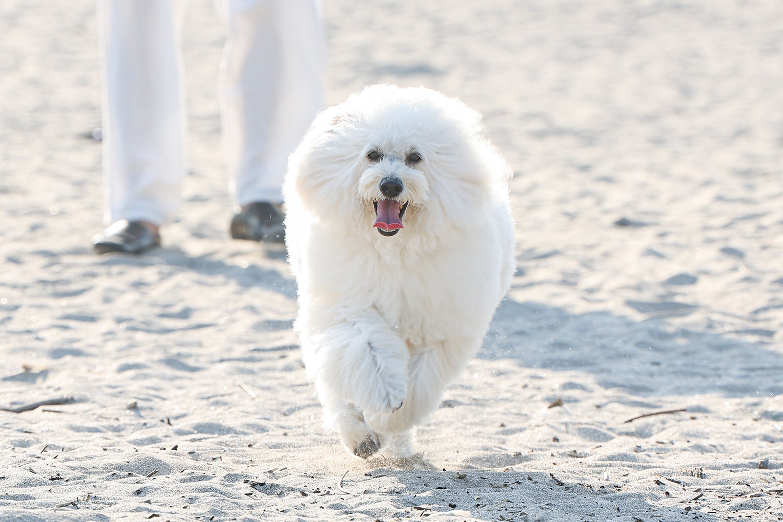 「初恋DOGs」第3話（C）TBS