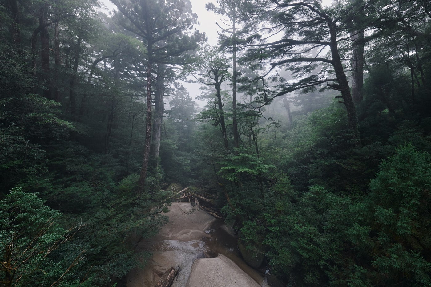 屋久島／画像提供：富士開発