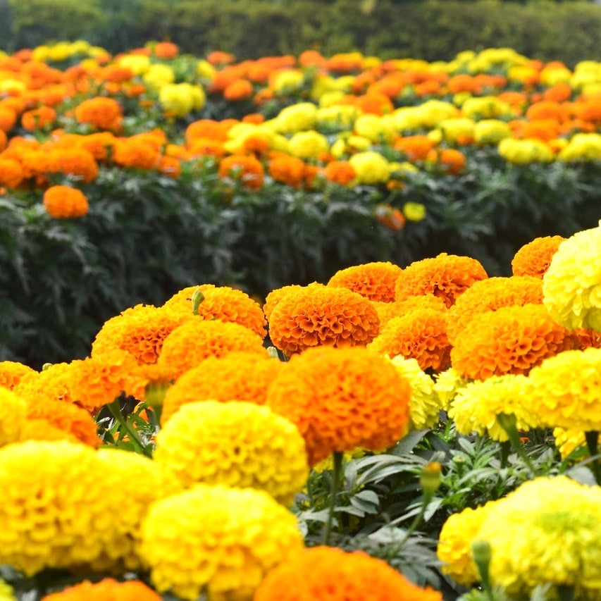 健康 の意味の花言葉16選 大切な人へのプレゼントにもおすすめの花をご紹介 モデルプレス