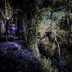 夜のジャングル探検「ウワガージャングル」／画像提供：南都