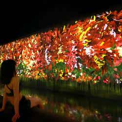 チームラボリコネクト:アートとサウナ 六本木/画像提供:チームラボ