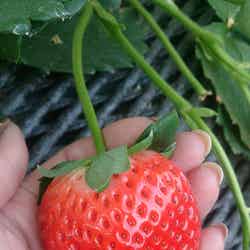 ハート型(?)のいちご/提供画像