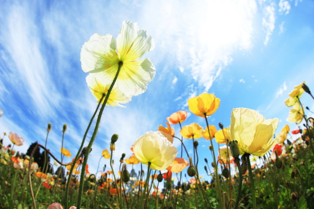 備北丘陵公園 湖畔ステイズ庄原／画像提供：ブッキングリゾート