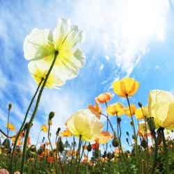 備北丘陵公園 湖畔ステイズ庄原/画像提供:ブッキングリゾート