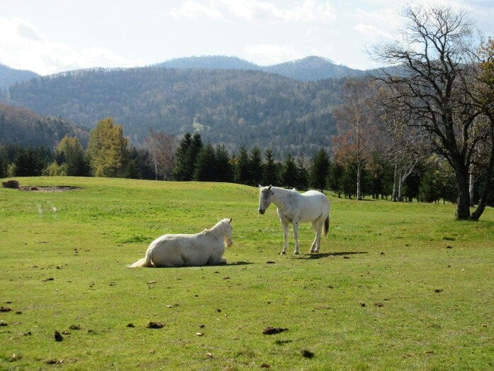 グリーンシーズンには牧場がオープン