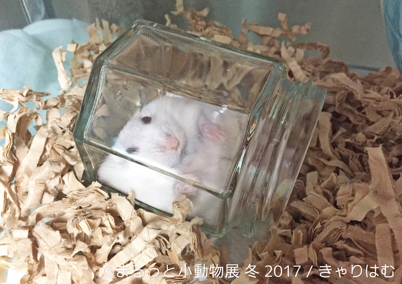 「まるっと小動物展 冬 2017」／画像提供：株式会社BACON