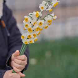 冬の寒さの中咲く花は、凛としていて可憐/提供画像