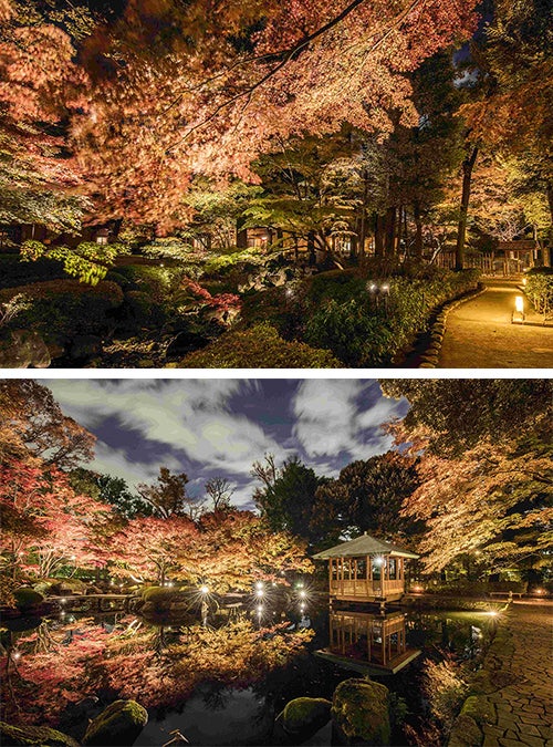 大田黒公園 紅葉ライトアップ