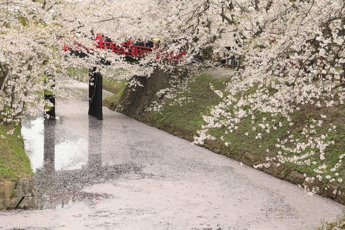 青森が誇る春の絶景 桜のじゅうたん が夢のような美しさ 女子旅プレス