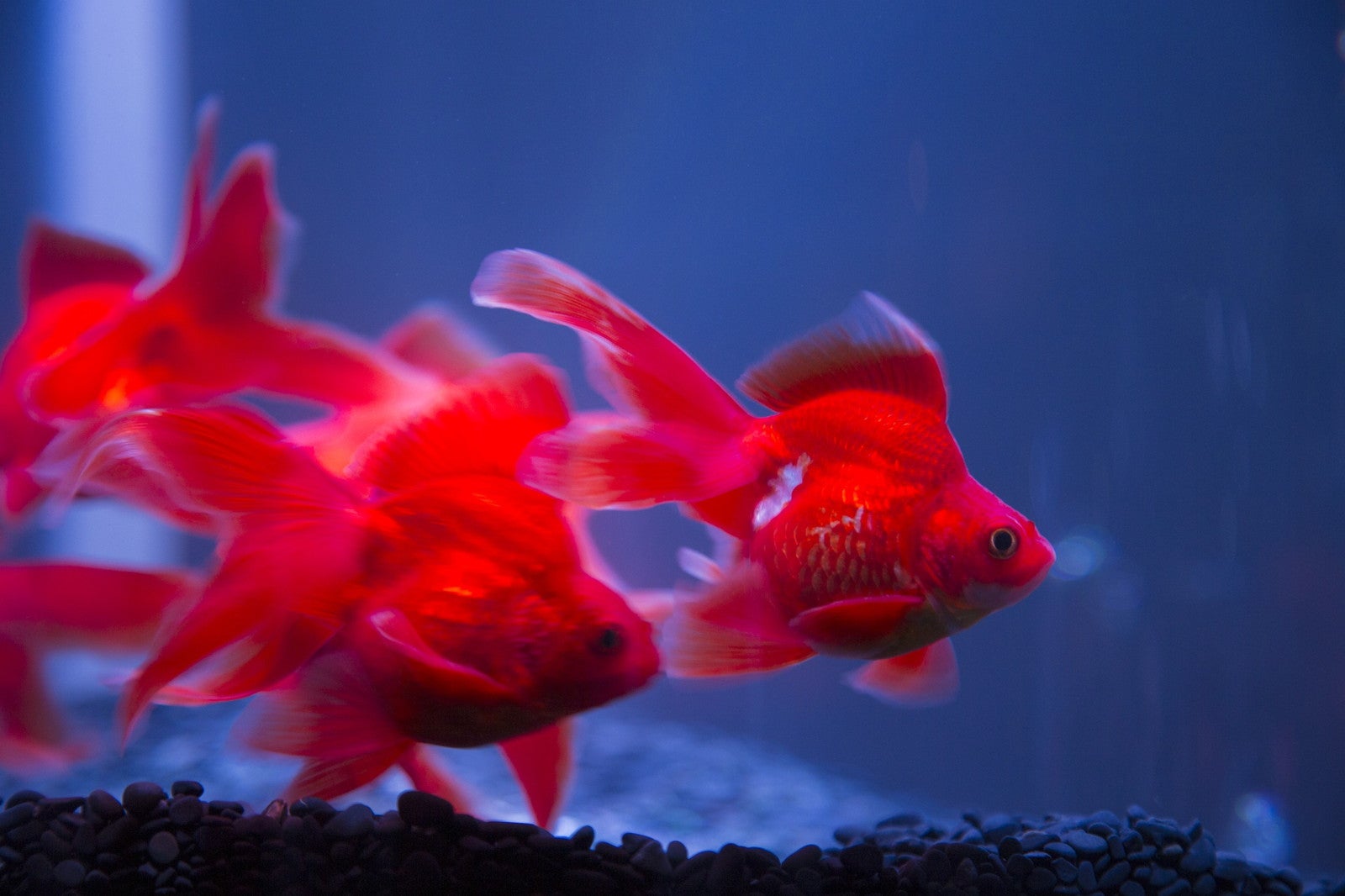 沖縄金魚ミュージアム〜龍と金魚のものがたり／提供画像