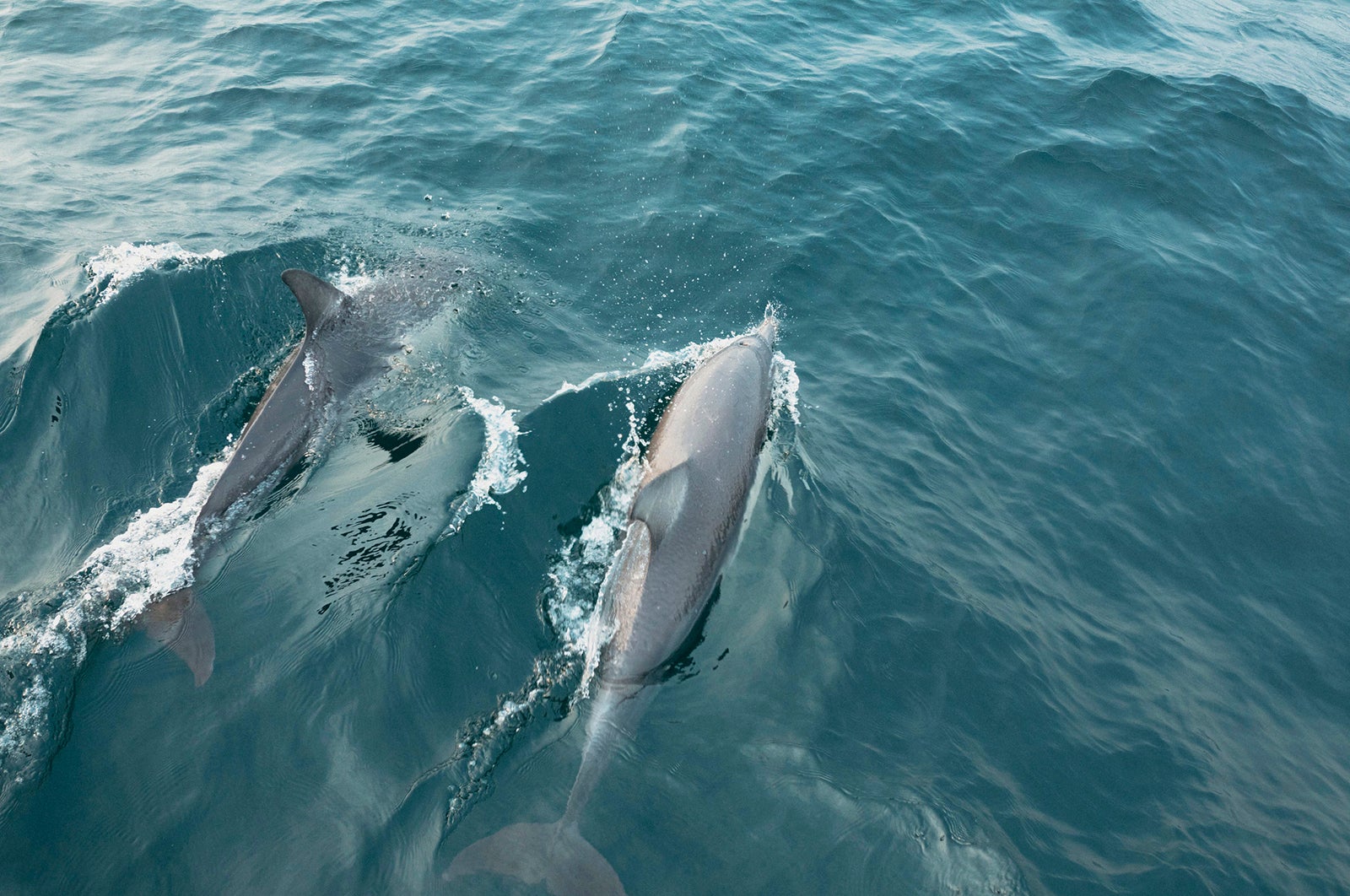 野生のイルカとの遭遇に感動（C）Destination NSW