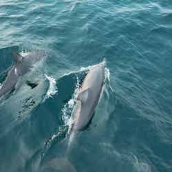 野生のイルカとの遭遇に感動(C)Destination NSW