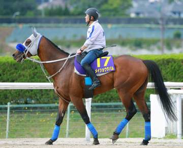 凱旋門賞14着のメイショウタバルがジャパンC参戦目指す 石橋師「オーナーの希望もあって」