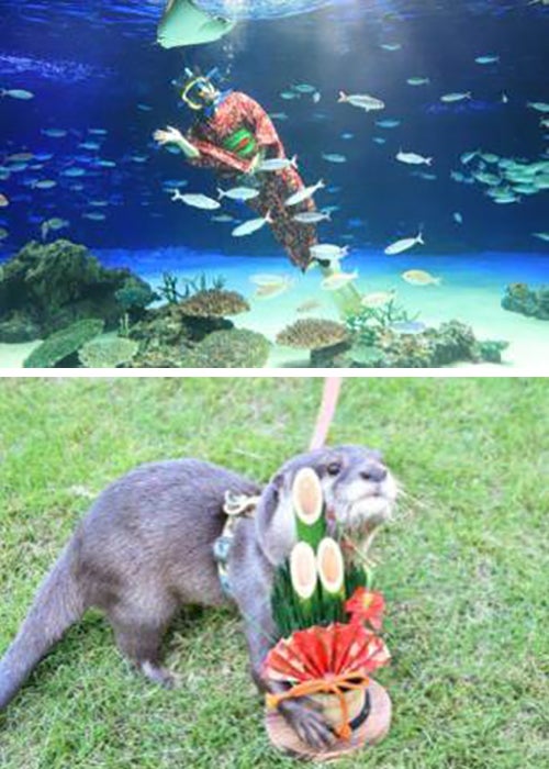 サンシャイン水族館のお正月