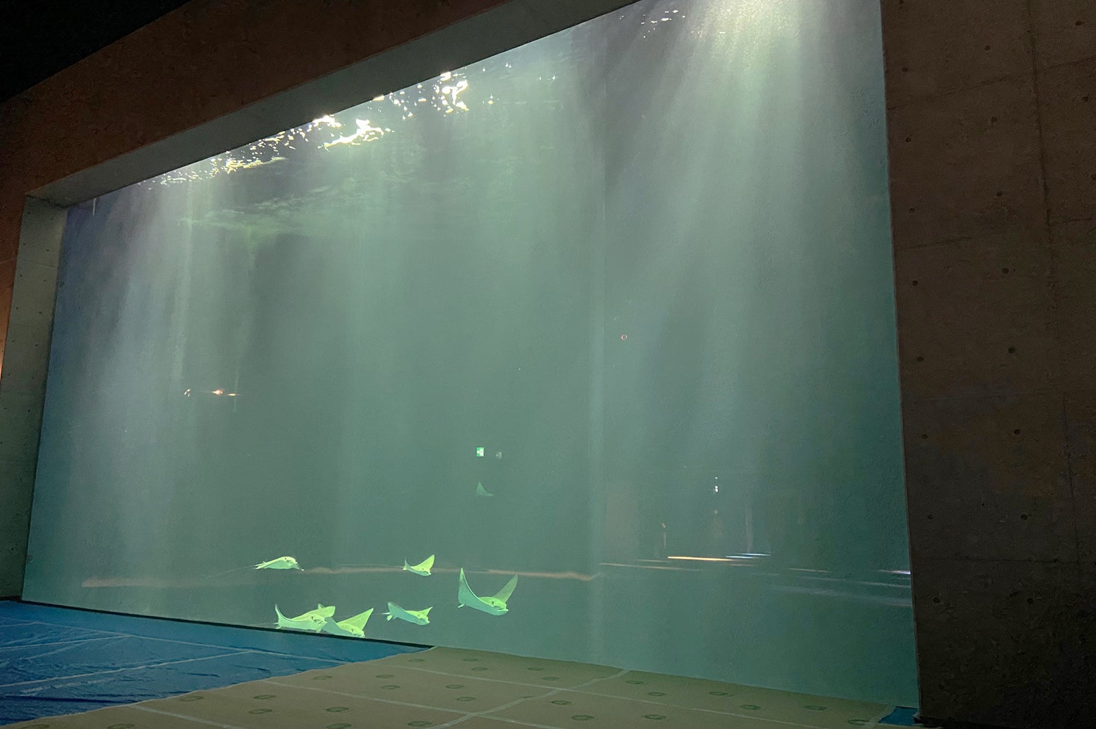 綿津見の景／画像提供：四国水族館開発