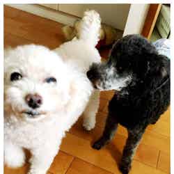 愛犬のぱーるちゃん（左）とピアノちゃん（右）／保田圭オフィシャルブログ（Ameba）より