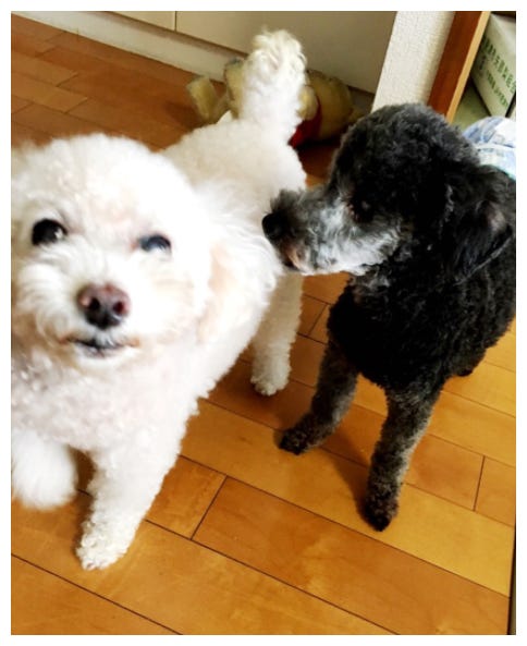 愛犬のぱーるちゃん(左)とピアノちゃん(右)/保田圭オフィシャルブログ(Ameba)より