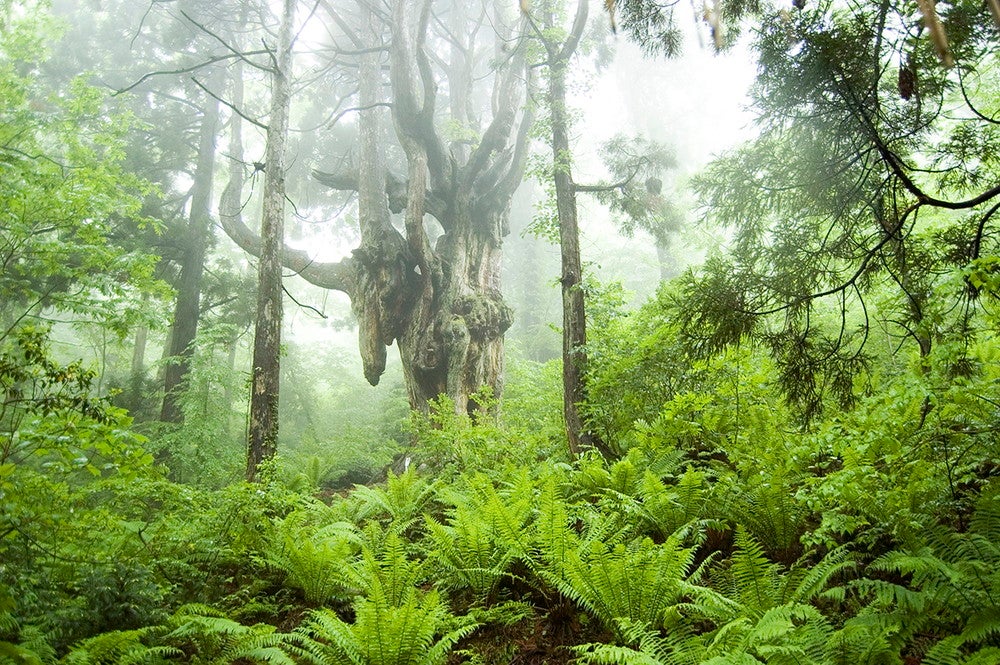 隠岐の風景／画像提供：Ento