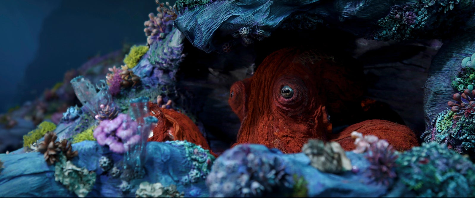 Amazon Original「オクトパス！ ～未知なる生命体タコの世界～」（Octopus!／アメリカ）シーズン1（C）2025 Amazon Content Services LLC