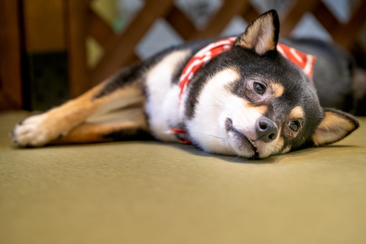 8日放送の「Kawaii JAPAN-da!!」（写真提供：MBS）