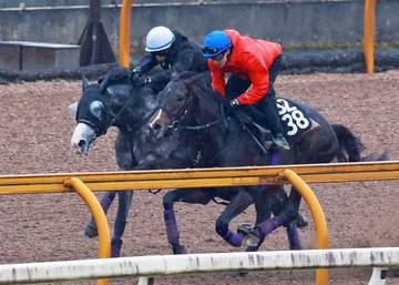 【天皇賞】アドマイヤテラ 完成間近か充実の5歳春 半馬身遅れも上々仕上がりに友道師「見ていても良くなっている」 