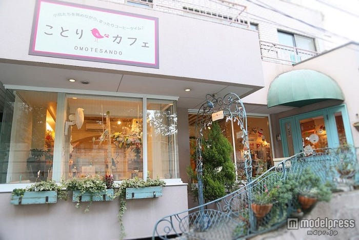 「ことりカフェ表参道」/画像提供:ことりカフェ