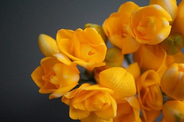 縁起のいいお花を集めました 和 洋まで飾るだけで幸せになれそうな花々をご紹介 モデルプレス 縁起のいいお花を集めました 和 洋まで飾るだけで幸せになれそうな花々をご紹介 モデルプレス