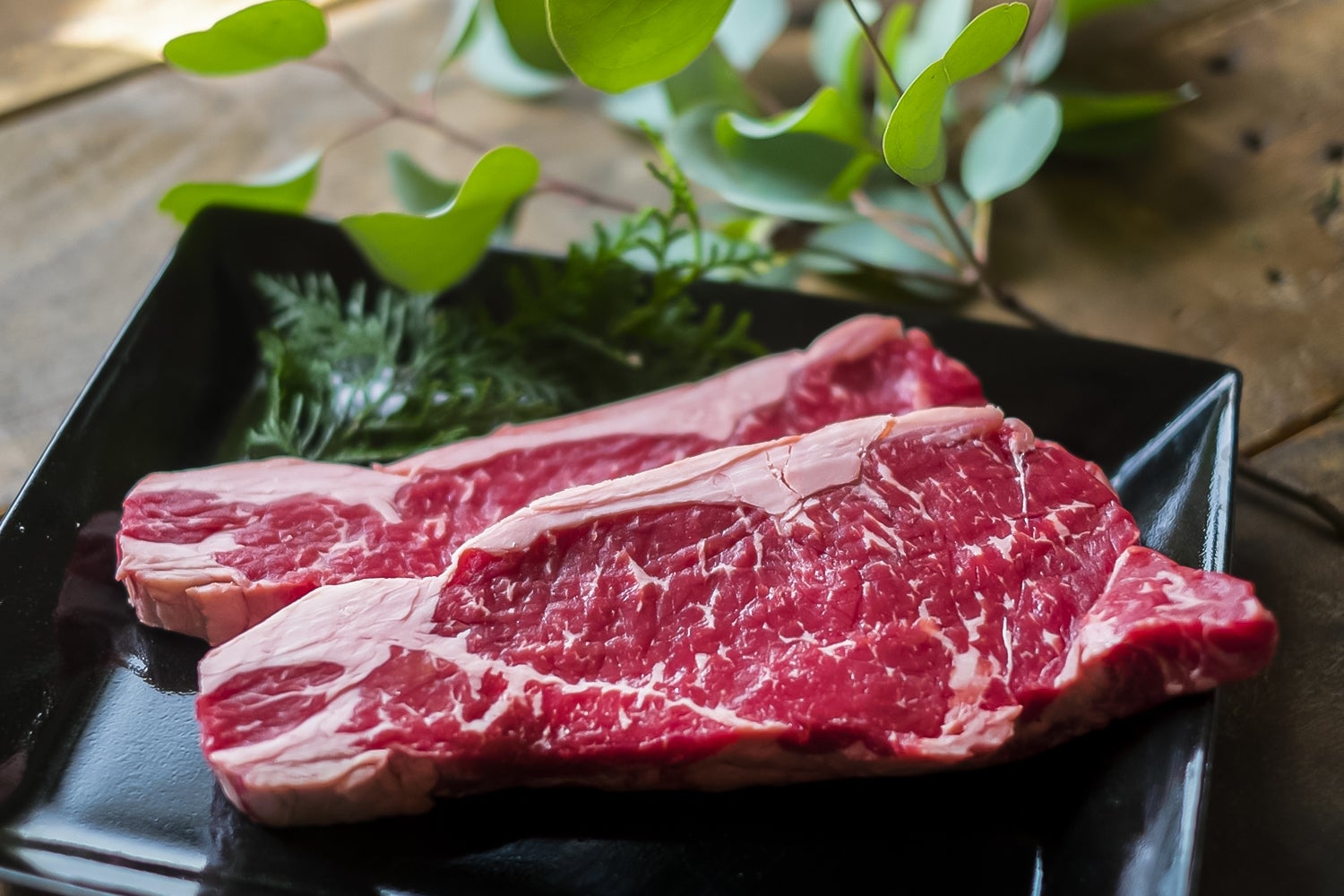 広島ドッググランピング 温井ダムリゾート／画像提供：ブッキングリゾート