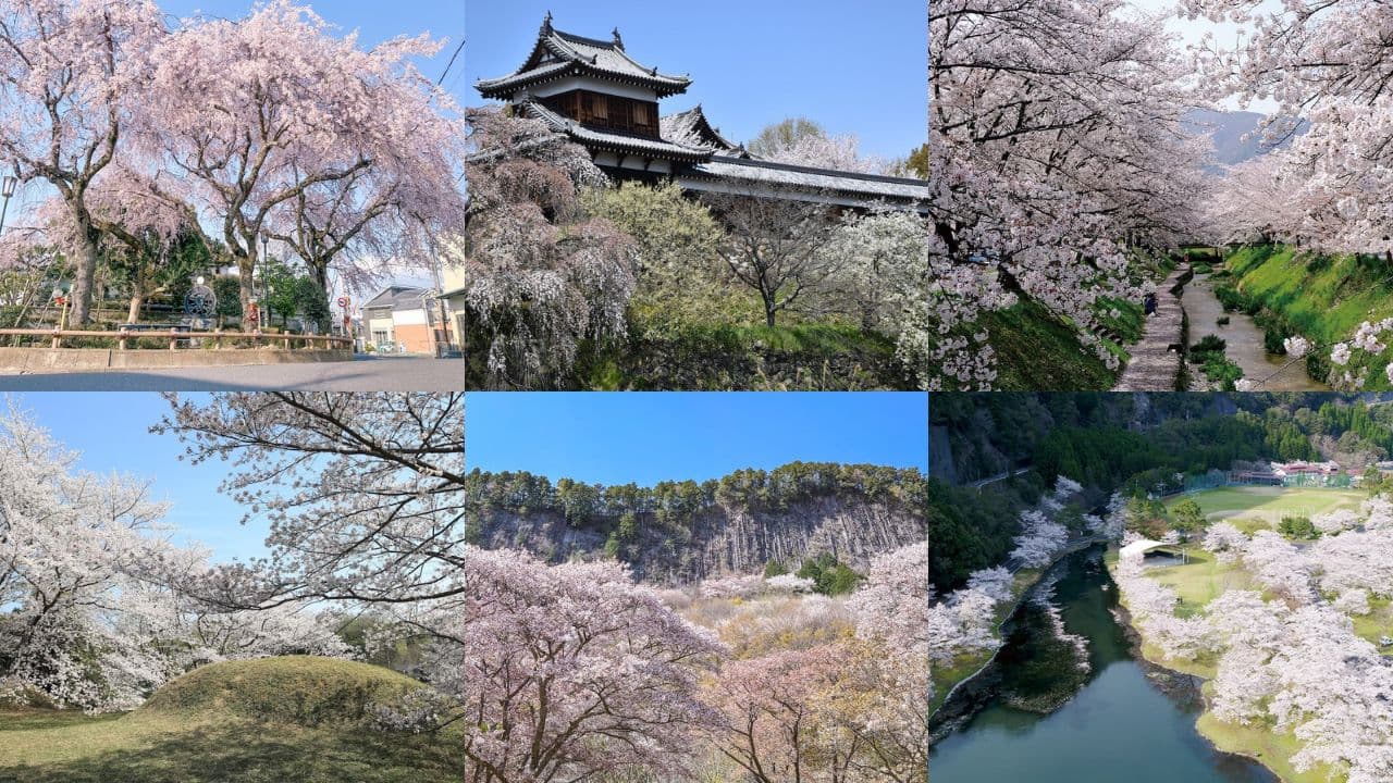 【2026】奈良の隠れた桜名所6選！ 幻の鉄道跡から古墳を彩る桜まで、地元編集部おすすめスポット