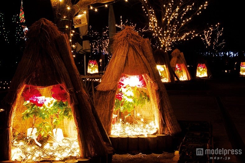 冬ぼたん／画像提供：足利フラワーリゾート