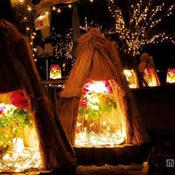 冬ぼたん/画像提供:足利フラワーリゾート