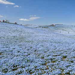 国営ひたち海浜公園/提供画像