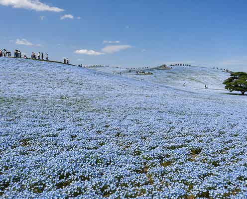 茨城・国営ひたち海浜公園で春のフラワーリレー、ネモフィラなど見頃迎える<Flowering2025>
