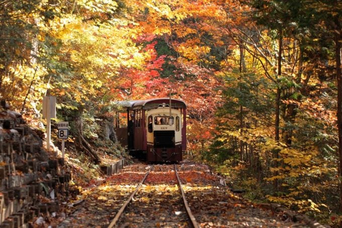 紅葉に包まれて走るトロッコ列車・赤沢森林鉄道1