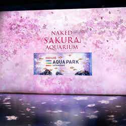 ネイキッドサクラ アクアリウム/画像提供:横浜八景島