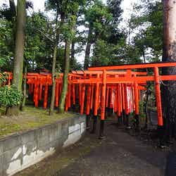 朱い鳥居がいっぱい(提供画像)
